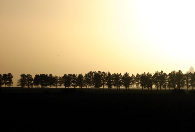 A line of trees in silhouette along a dark horizon, the sky above them warm and pale at dusk.