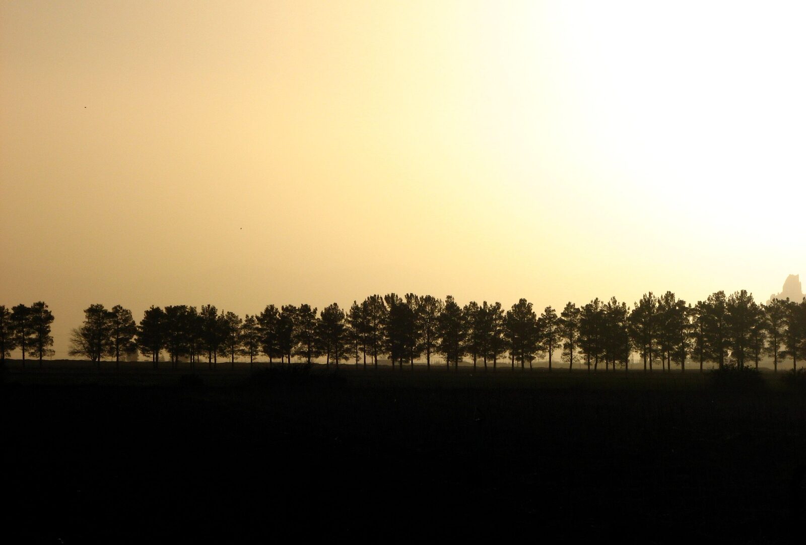 A line of trees in silhouette along a dark horizon, the sky above them warm and pale at dusk.