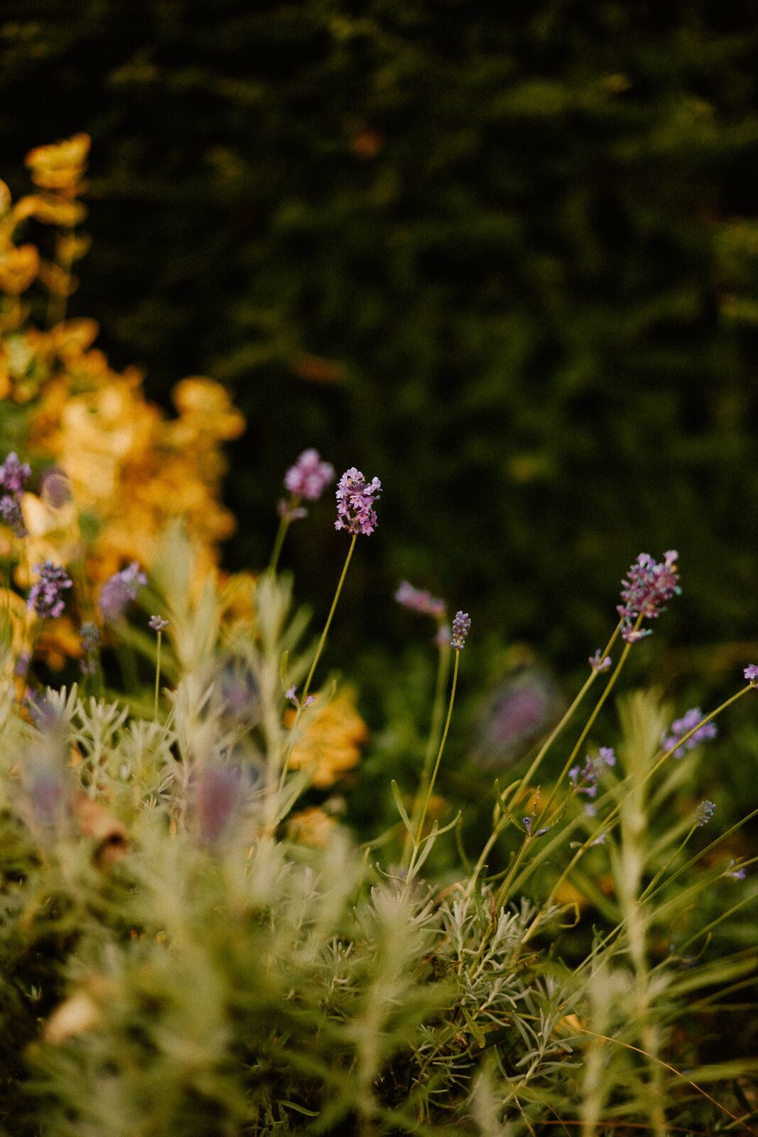 Lavender stems in late light, soft grey-green foliage below and dark green shade behind.