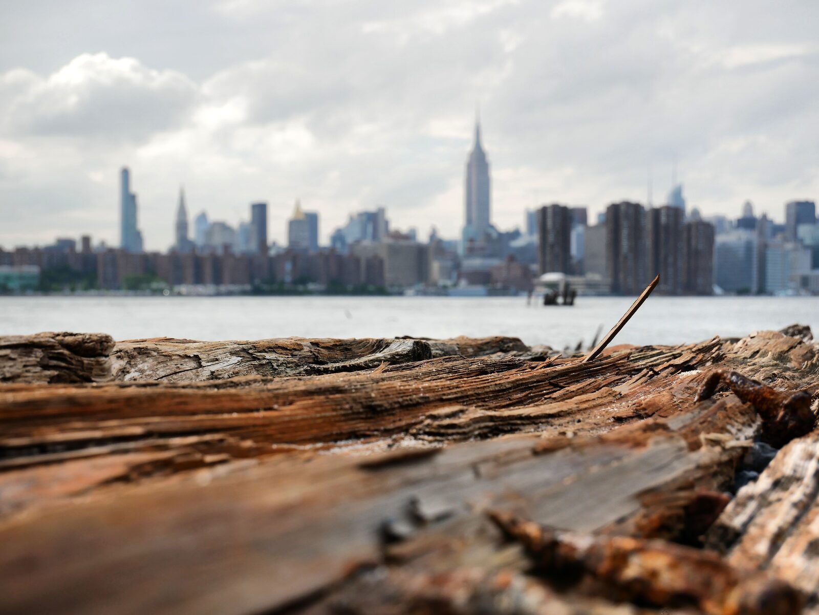 Weathered driftwood in sharp focus along the shoreline, a city skyline soft in the distance across the water.