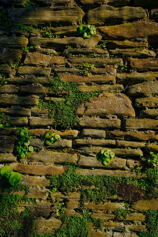 An old stone wall in low sun, with small green plants growing between the weathered stones.