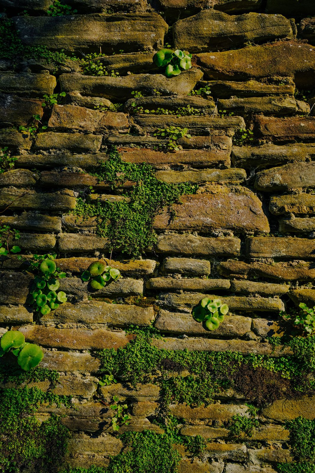 An old stone wall in low sun, with small green plants growing between the weathered stones.