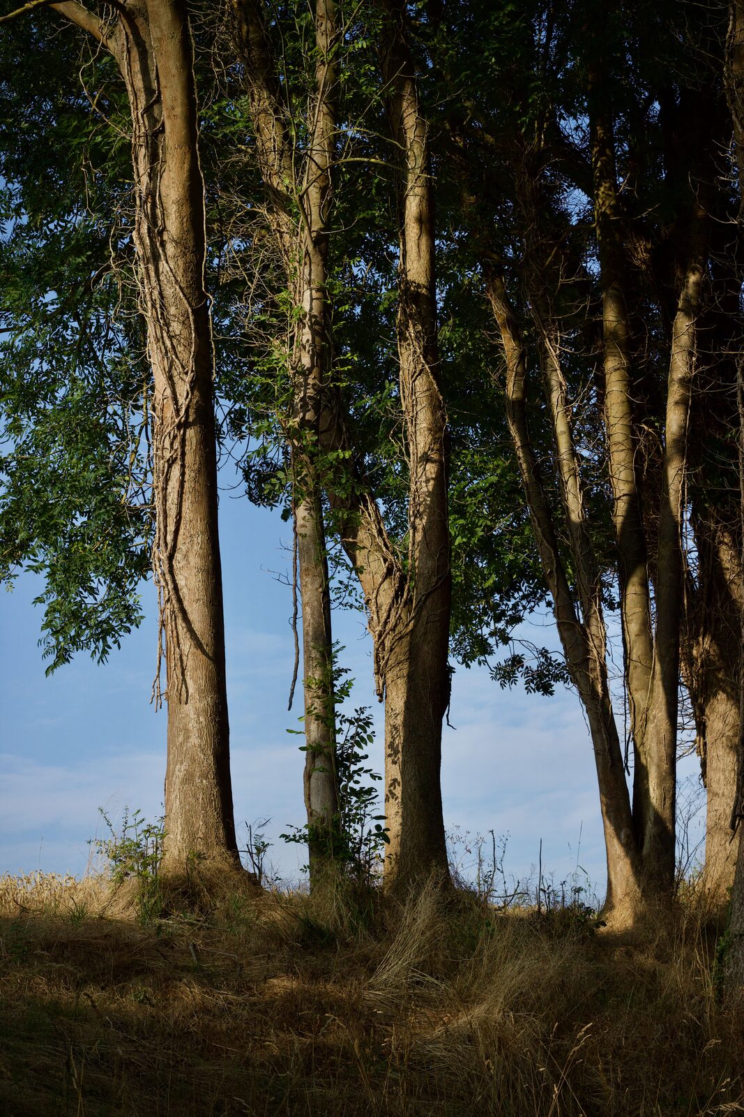 Tall slender trees standing together against a blue sky, sunlight moving down their trunks.