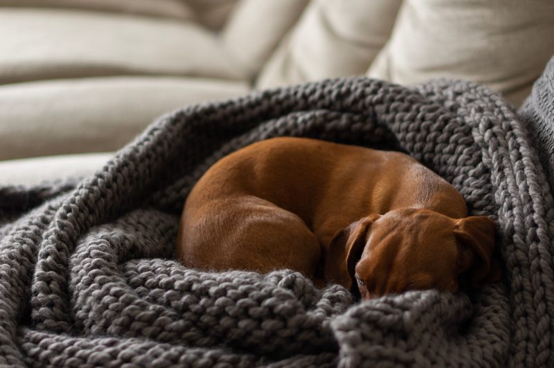 A small brown dachshund curled up asleep in a chunky gray knit blanket on a cream sofa.