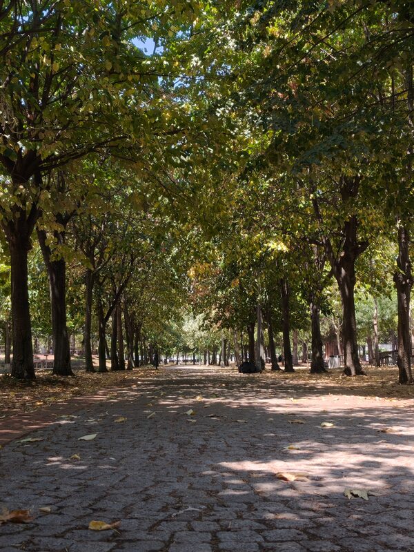 A long cobblestone path running away under a canopy of trees, dappled with light and fallen leaves.